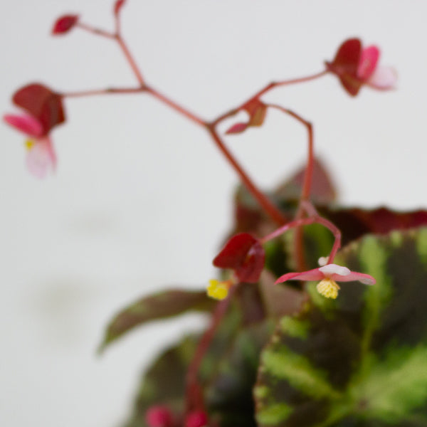 Begonia cleopatrae 6cm H20cm