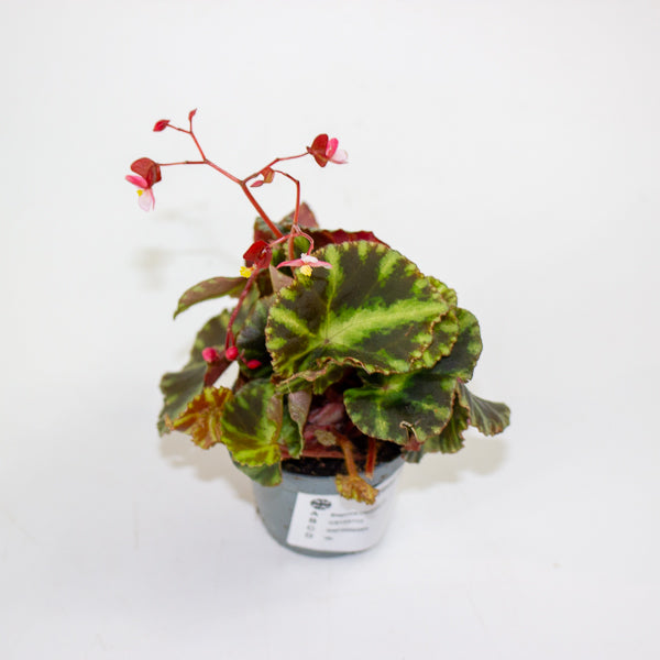 Begonia cleopatrae 6cm H20cm