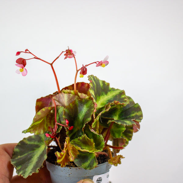 Begonia cleopatrae 6cm H20cm