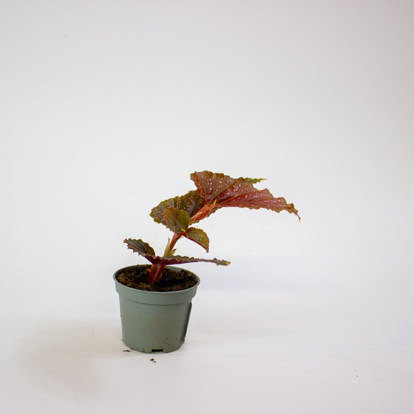 Begonia maculata 'Pink Spot' 6cm H20cm