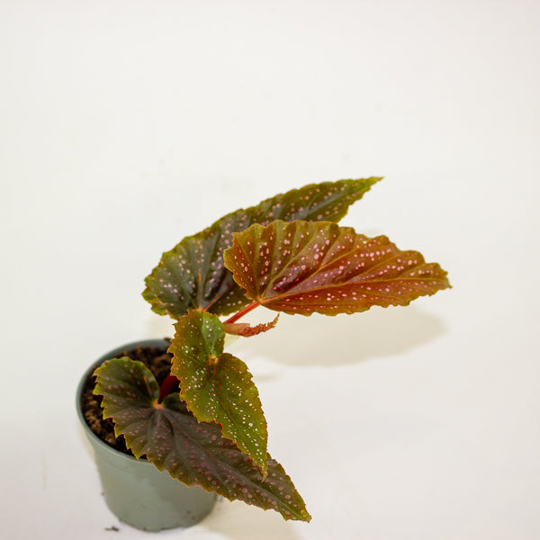 Begonia maculata 'Pink Spot' 6cm H20cm