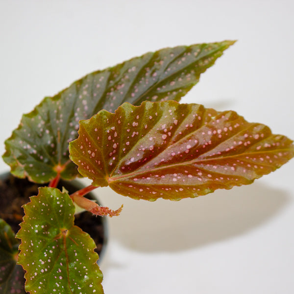 Begonia maculata 'Pink Spot' 6cm H20cm