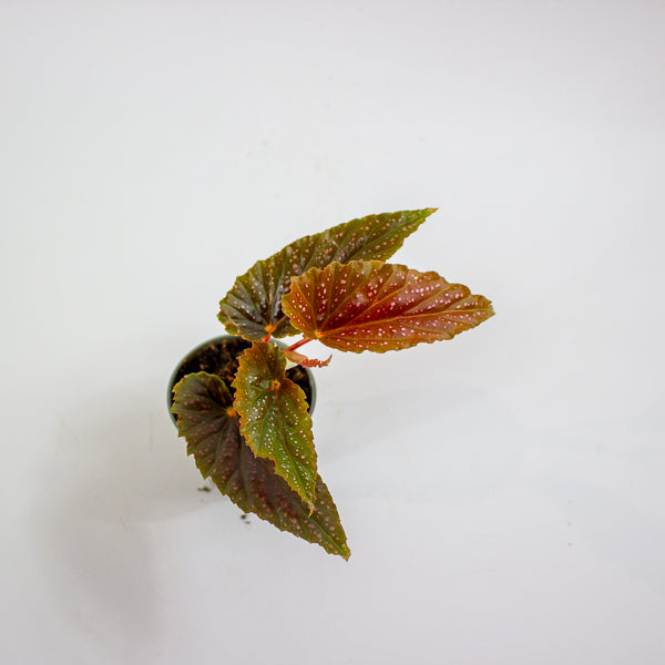 Begonia maculata 'Pink Spot' 6cm H20cm