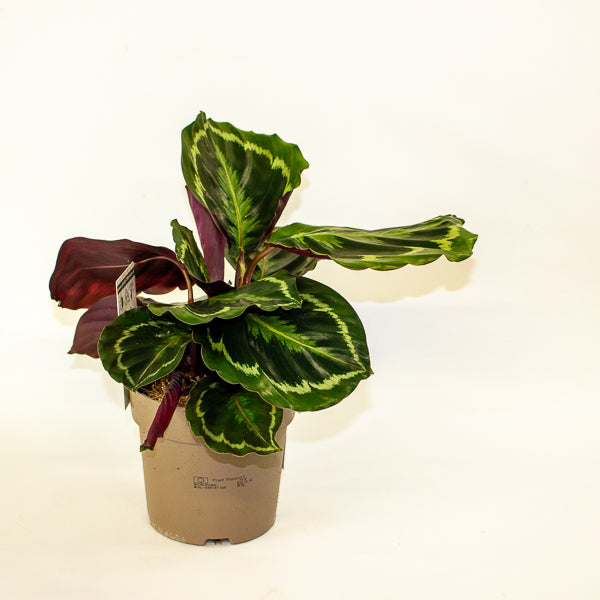 Calathea Medallion 14cm H30cm
