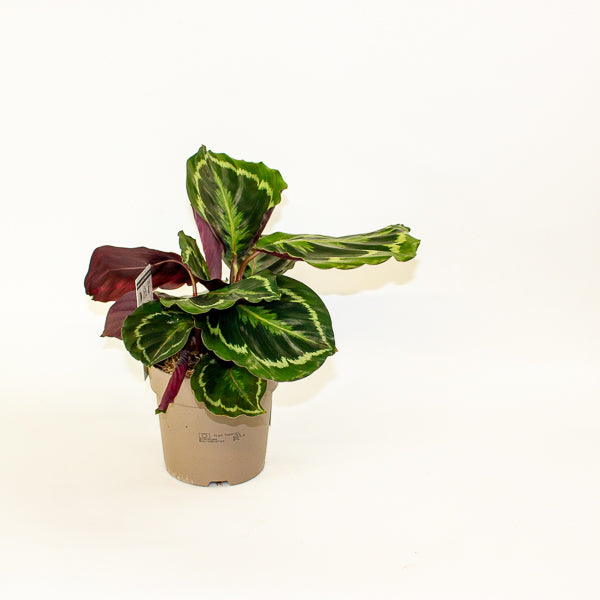 Calathea Medallion 14cm H30cm