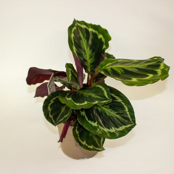 Calathea Medallion 14cm H30cm