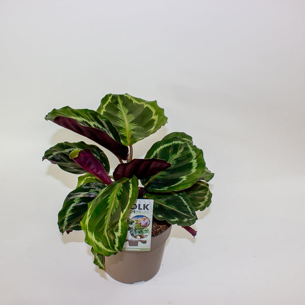 Calathea Medallion 14cm H30cm