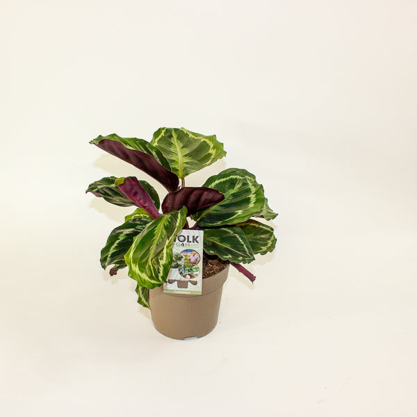 Calathea Medallion 14cm H30cm