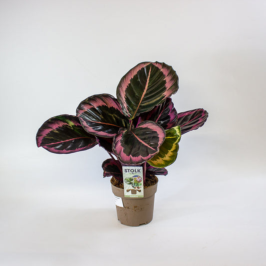 Calathea roseopicta Dottie 14cm H50cm