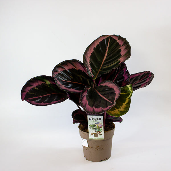 Calathea roseopicta Dottie 14cm H50cm