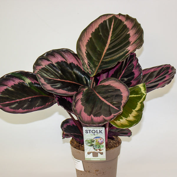 Calathea roseopicta Dottie 14cm H50cm