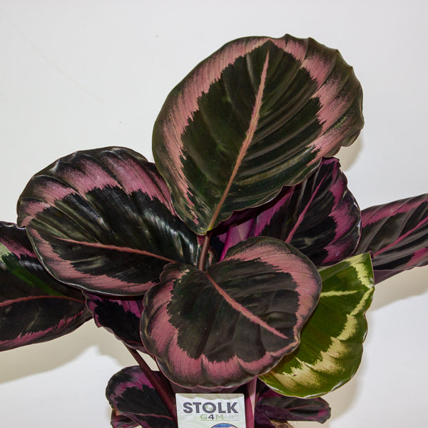 Calathea roseopicta Dottie 14cm H50cm