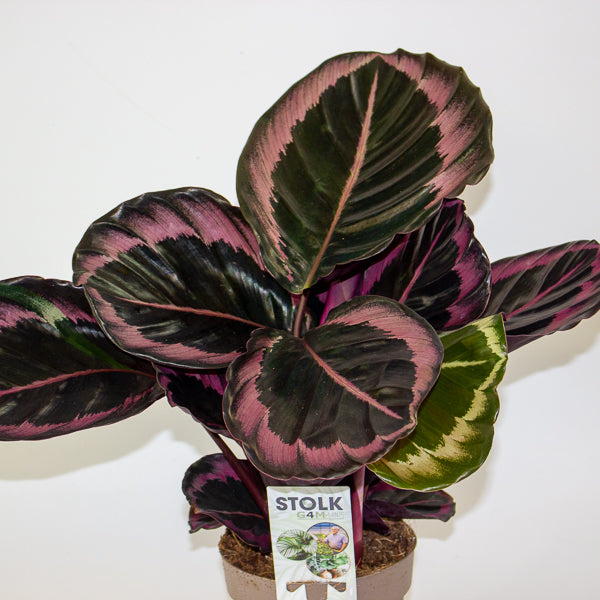 Calathea roseopicta Dottie 14cm H50cm