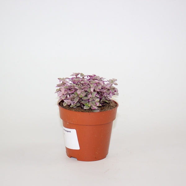 Callisia Repens 'Kribo'  8.5cm H15cm