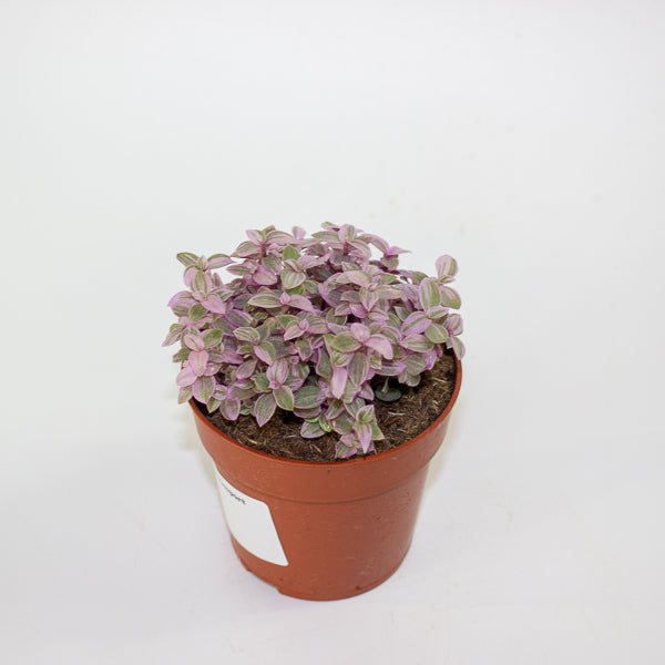 Callisia Repens 'Kribo'  8.5cm H15cm