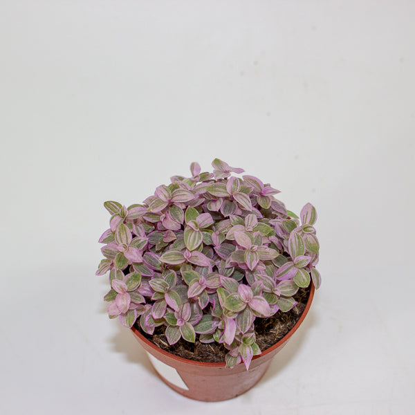Callisia Repens 'Kribo'  8.5cm H15cm