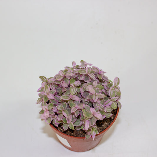 Callisia Repens 'Kribo'  8.5cm H15cm