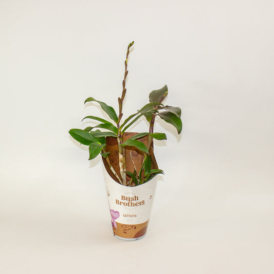 Cattleya Orchid 12cm H35cm