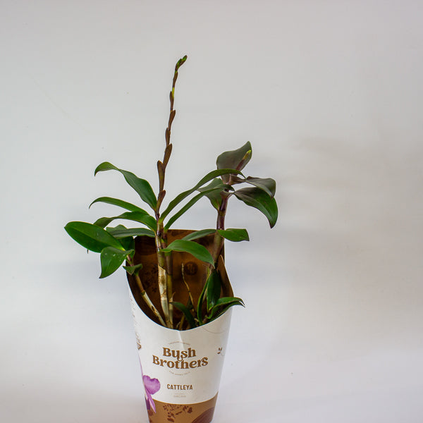 Cattleya Orchid 12cm H35cm