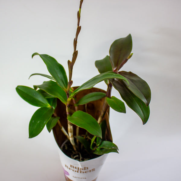 Cattleya Orchid 12cm H35cm