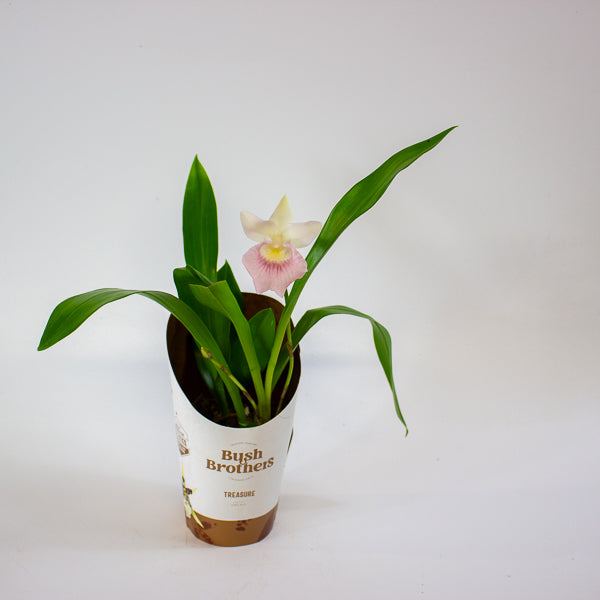 Cochleanthus orchid 9cm H25cm