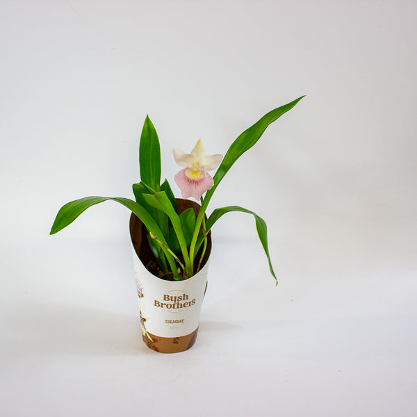 Cochleanthus orchid 9cm H25cm