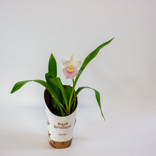 Cochleanthus orchid 9cm H25cm