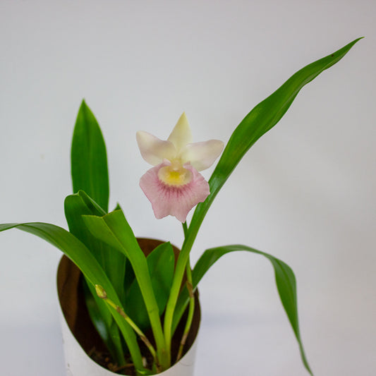Cochleanthus orchid 9cm H25cm