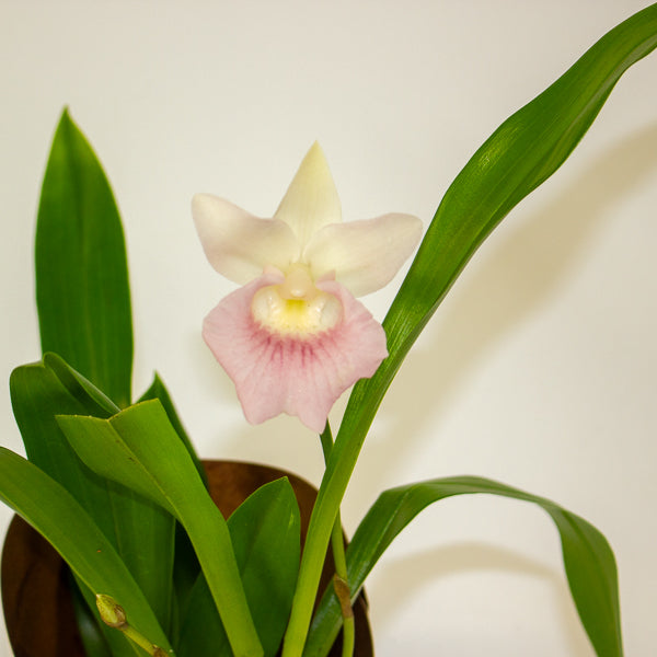 Cochleanthus orchid 9cm H25cm