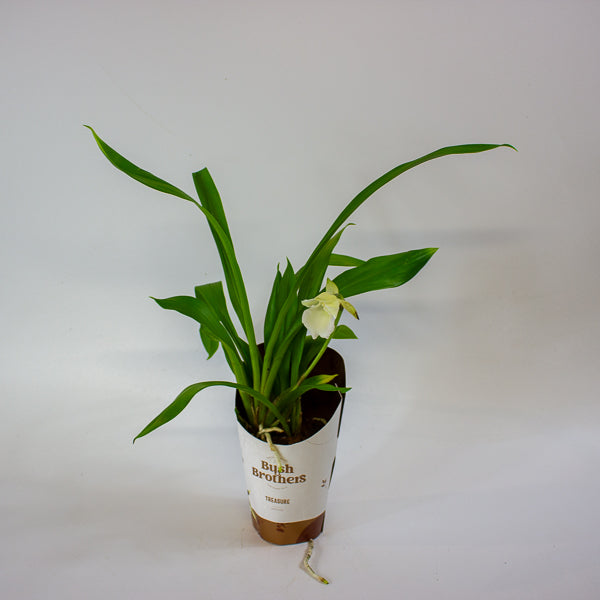 Cochleanthus orchid 9cm H25cm