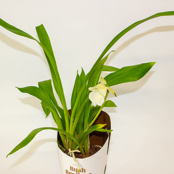 Cochleanthus orchid 9cm H25cm