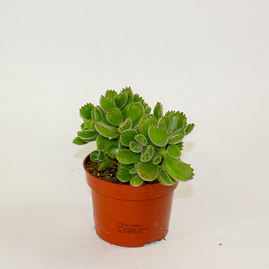 Cotyledon tomentosa ladysmithiensis 10.5cm H15cm