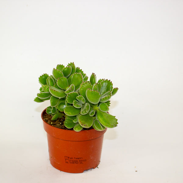 Cotyledon tomentosa ladysmithiensis 10.5cm H15cm