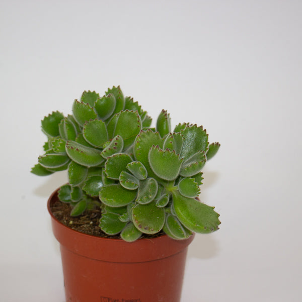 Cotyledon tomentosa ladysmithiensis 10.5cm H15cm