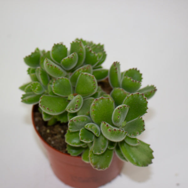 Cotyledon tomentosa ladysmithiensis 10.5cm H15cm