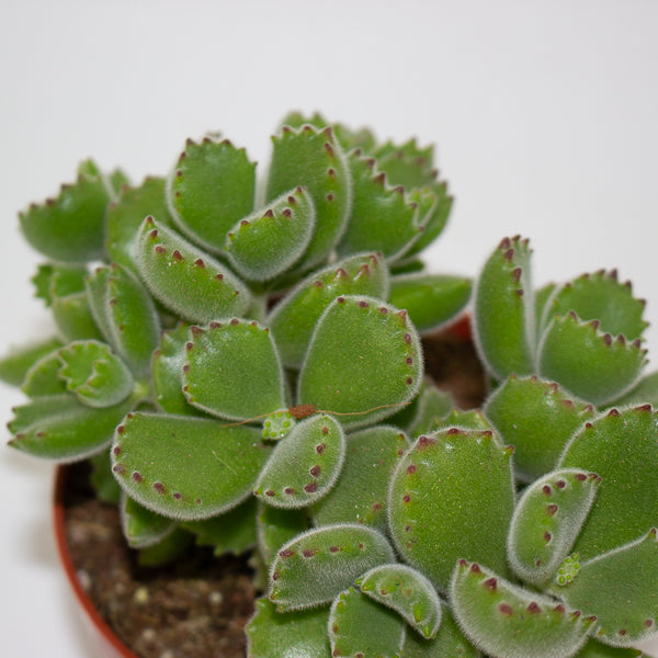 Cotyledon tomentosa ladysmithiensis 10.5cm H15cm