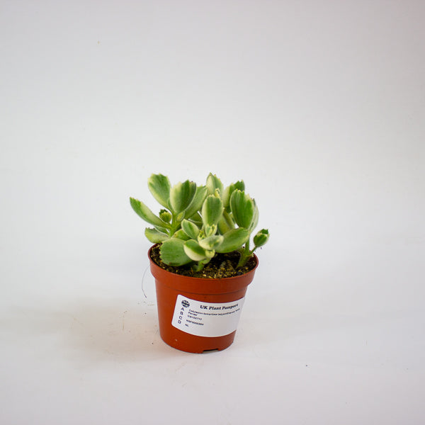Cotyledon tomentosa ladysmithiensis 'White Panda' 8.5cm H15cm