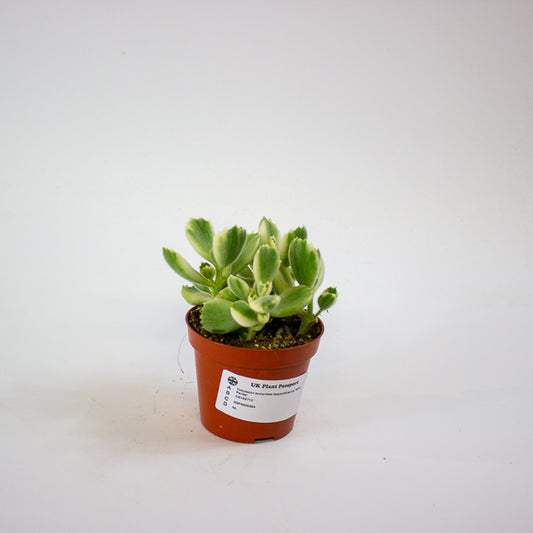Cotyledon tomentosa ladysmithiensis 'White Panda' 8.5cm H15cm