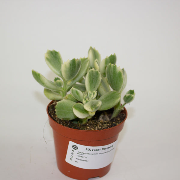 Cotyledon tomentosa ladysmithiensis 'White Panda' 8.5cm H15cm