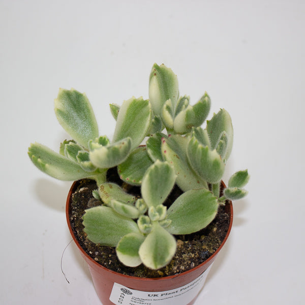 Cotyledon tomentosa ladysmithiensis 'White Panda' 8.5cm H15cm
