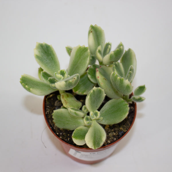 Cotyledon tomentosa ladysmithiensis 'White Panda' 8.5cm H15cm