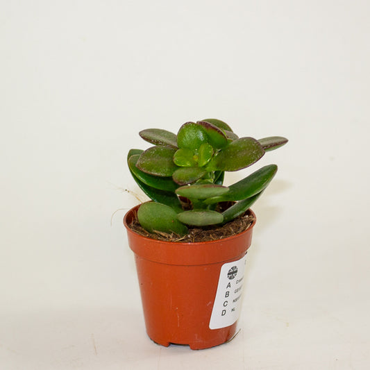 Crassula Minor 5.5cm H10cm