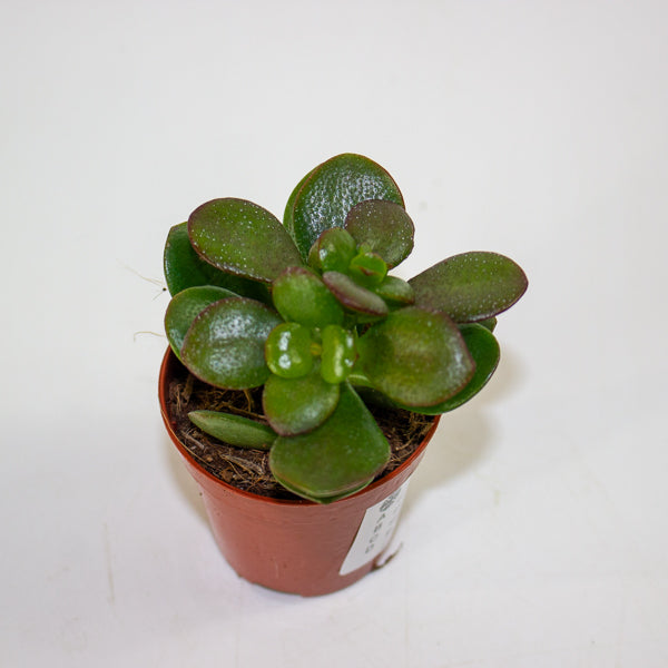 Crassula Minor 5.5cm H10cm
