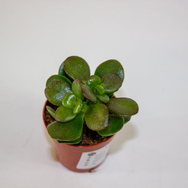 Crassula Minor 5.5cm H10cm