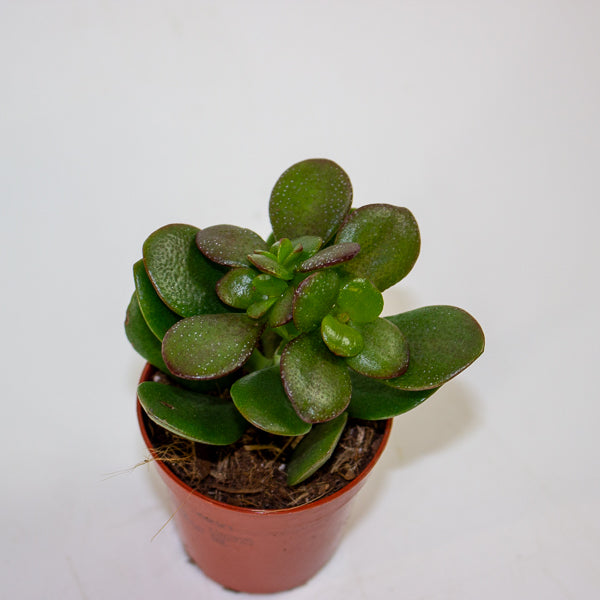 Crassula Minor 5.5cm H10cm