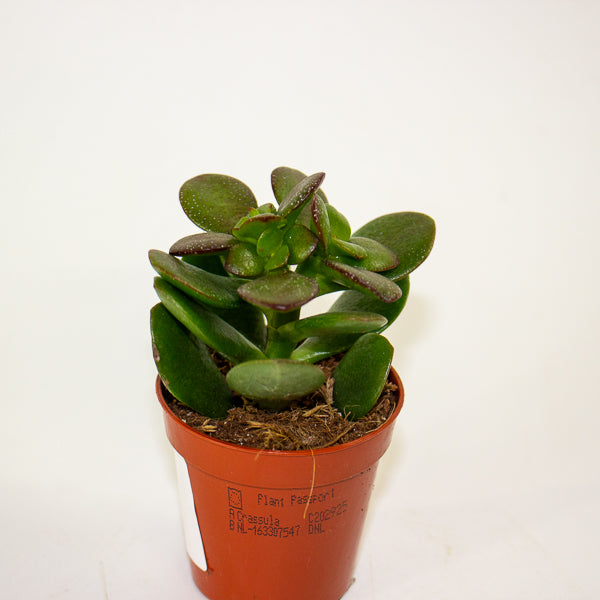 Crassula Minor 5.5cm H10cm