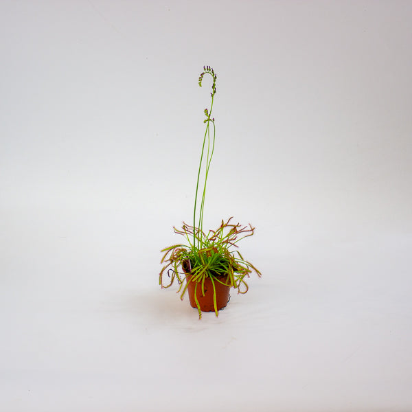 Drosera 8.5cm H13cm