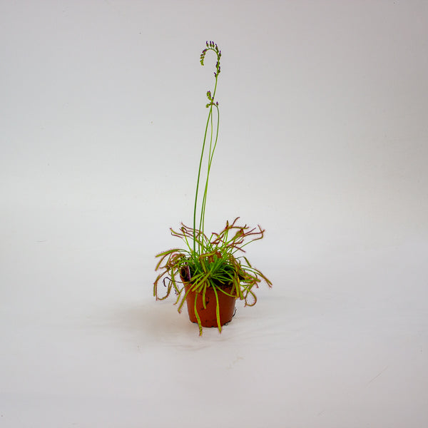 Drosera 8.5cm H13cm