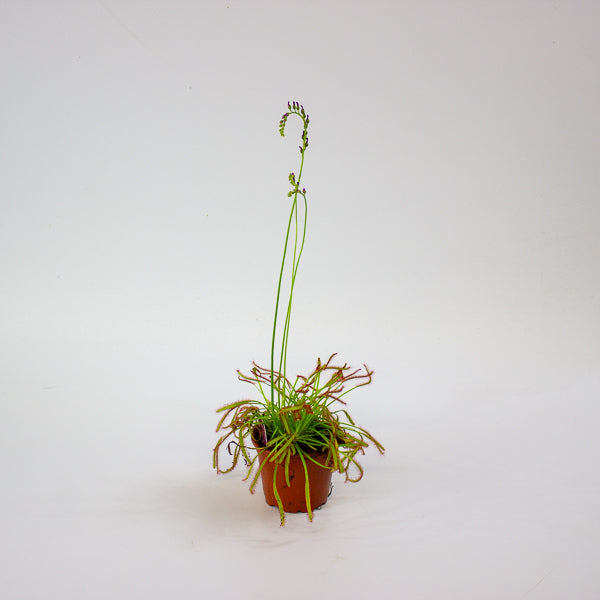 Drosera 8.5cm H13cm