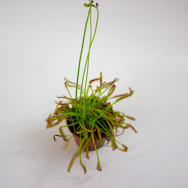 Drosera 8.5cm H13cm